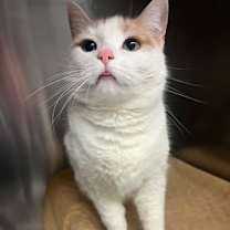 Thumbnail photo of Penny #2