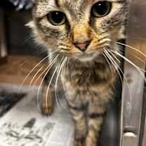 Thumbnail photo of Dolly Polly #1