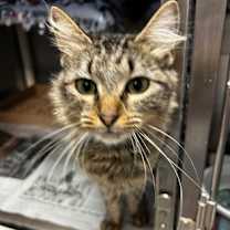 Thumbnail photo of Dolly Polly #2