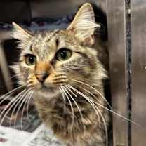 Thumbnail photo of Dolly Polly #3