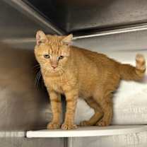 Thumbnail photo of Twinky #1