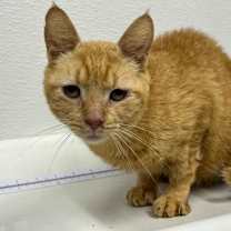 Thumbnail photo of Twinky #2