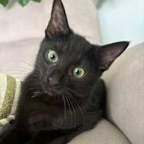 Thumbnail photo of Little Girl #3