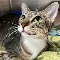 Thumbnail photo of Callista #2