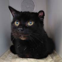 Thumbnail photo of Ambrosia #3