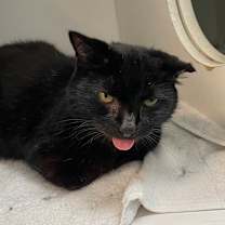 Thumbnail photo of Ambrosia #4