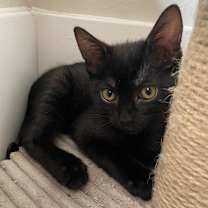 Thumbnail photo of Lily #3