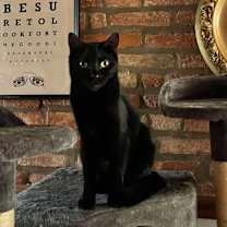 Thumbnail photo of Sly #1