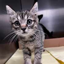 Thumbnail photo of Everest #1