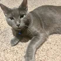 Thumbnail photo of Miranda (**FeLV+) #1