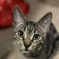 Thumbnail photo of Zack #2