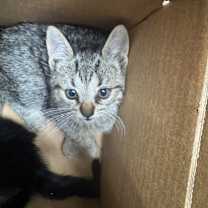 Thumbnail photo of Everest #2