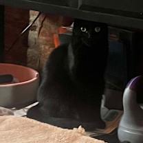 Thumbnail photo of Sly #2