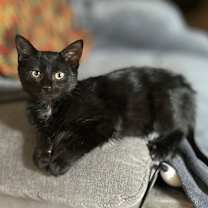 Thumbnail photo of Ruby #1