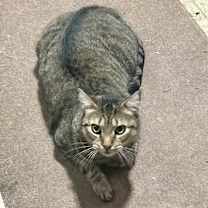 Thumbnail photo of Big Ben #2