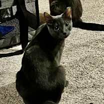 Thumbnail photo of Miranda (**FeLV+) #2