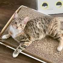 Thumbnail photo of Sweet Dee (**bonded with Frankie) #1