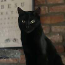 Thumbnail photo of Sly #3