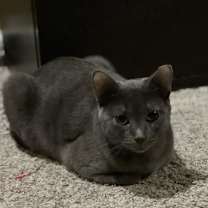 Thumbnail photo of Miranda (**FeLV+) #3