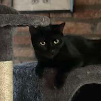 Thumbnail photo of Sly #4