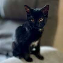 Thumbnail photo of Ruby #3