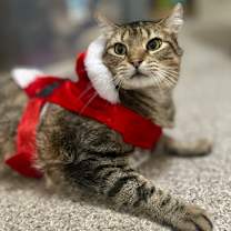 Thumbnail photo of Big Ben #4