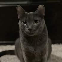 Thumbnail photo of Miranda (**FeLV+) #4