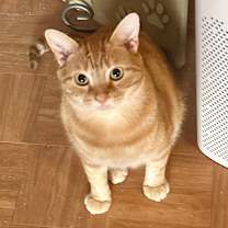 Thumbnail photo of Simon #1