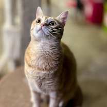 Thumbnail photo of Cinnamon #4