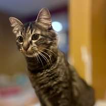 Thumbnail photo of Ophelia #3