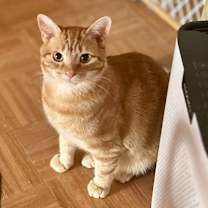 Thumbnail photo of Simon #3