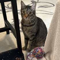 Thumbnail photo of Winston #3