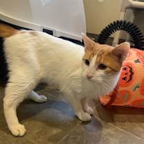 Thumbnail photo of Toad #1