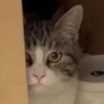 Thumbnail photo of Cahir #2