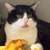 Thumbnail photo of Lunar #2