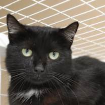 Thumbnail photo of Midnight #1