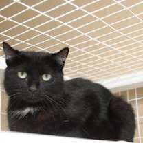 Thumbnail photo of Midnight #2