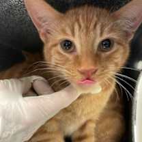 Thumbnail photo of Chandler #2