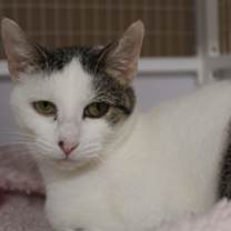 Thumbnail photo of Blondie #1