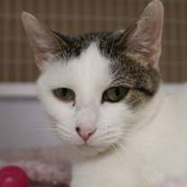 Thumbnail photo of Blondie #2