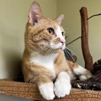 Thumbnail photo of Rudy #3