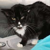 Thumbnail photo of Black Cherry #1