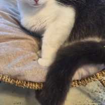 Thumbnail photo of Felix #2