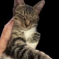 Thumbnail photo of Autumn #4