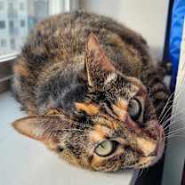 Thumbnail photo of Gertrude #3