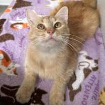 Thumbnail photo of Orange Pop #4