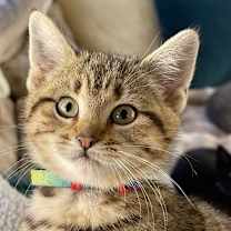 Thumbnail photo of Indra #2