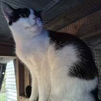 Thumbnail photo of Sammy #4