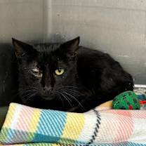 Thumbnail photo of Salem #2