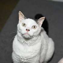 Thumbnail photo of Leo #3